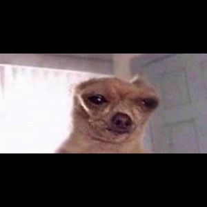 Meet your Posher, Peter